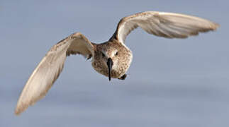 Dunlin