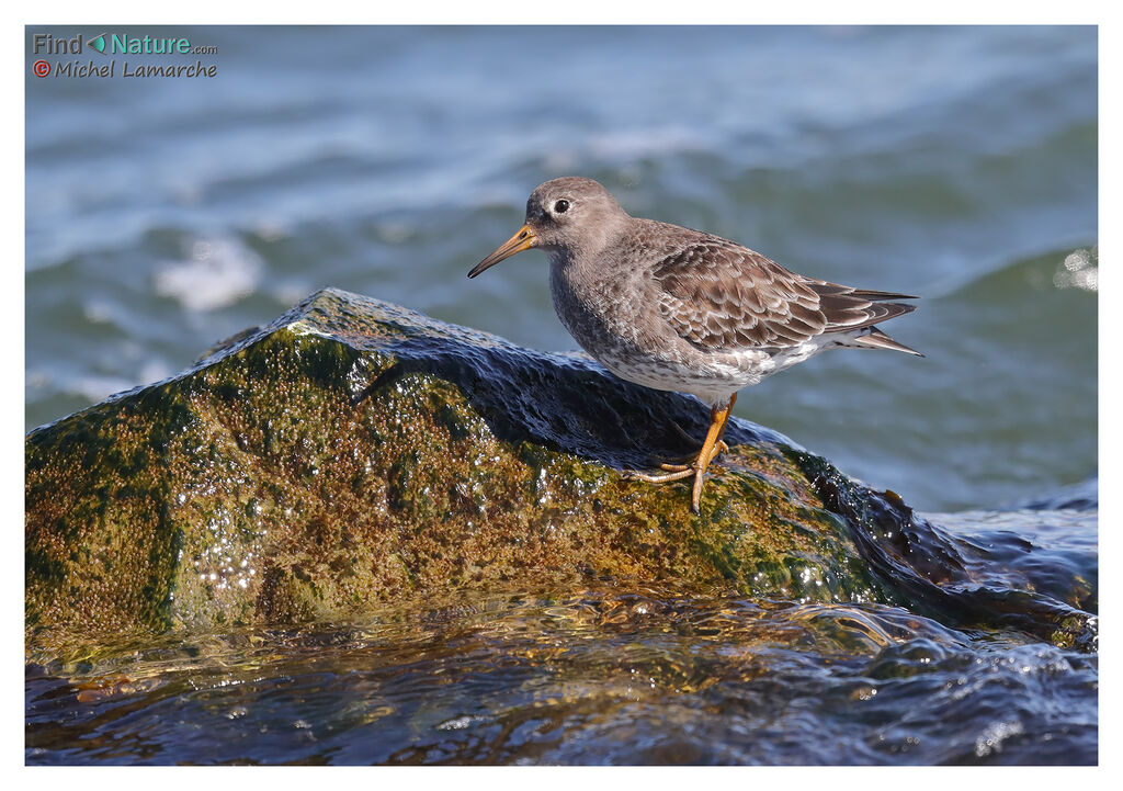 Purple Sandpiperadult post breeding