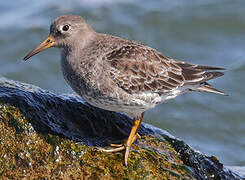 Purple Sandpiper