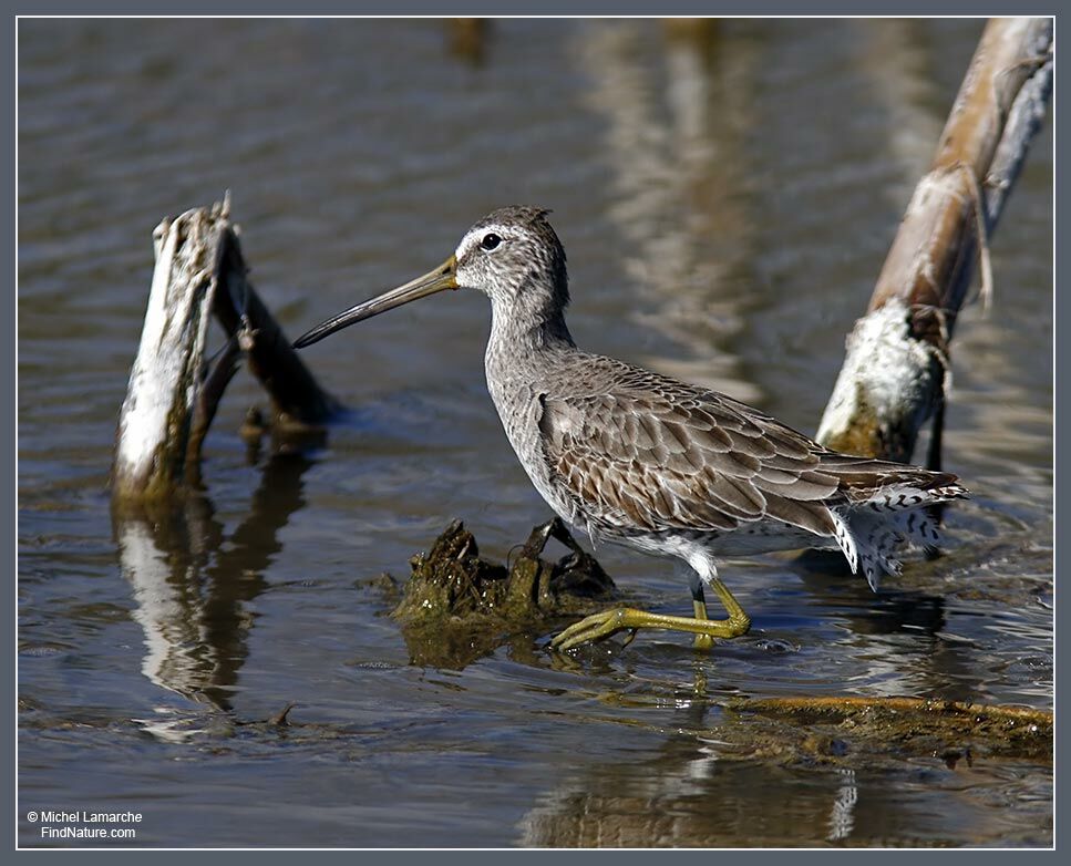 Short-billed Dowitcheradult post breeding, identification