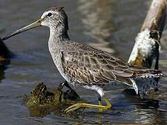 Short-billed Dowitcher