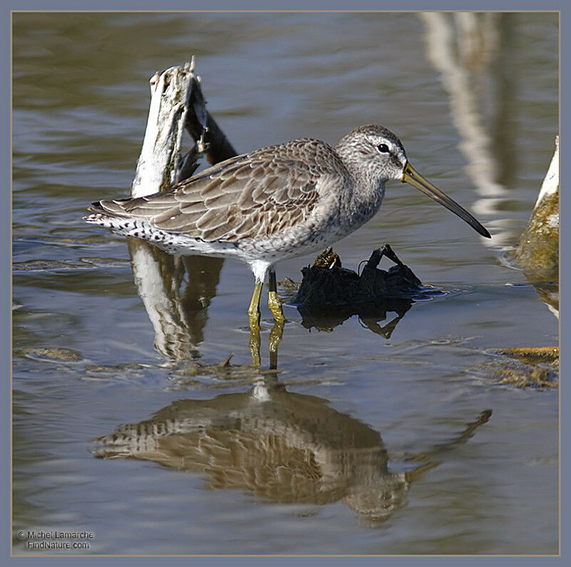 Short-billed Dowitcheradult post breeding, identification