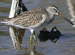 Short-billed Dowitcher