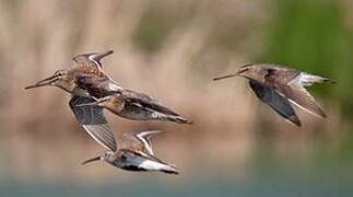 Short-billed Dowitcher