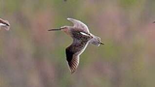 Short-billed Dowitcher