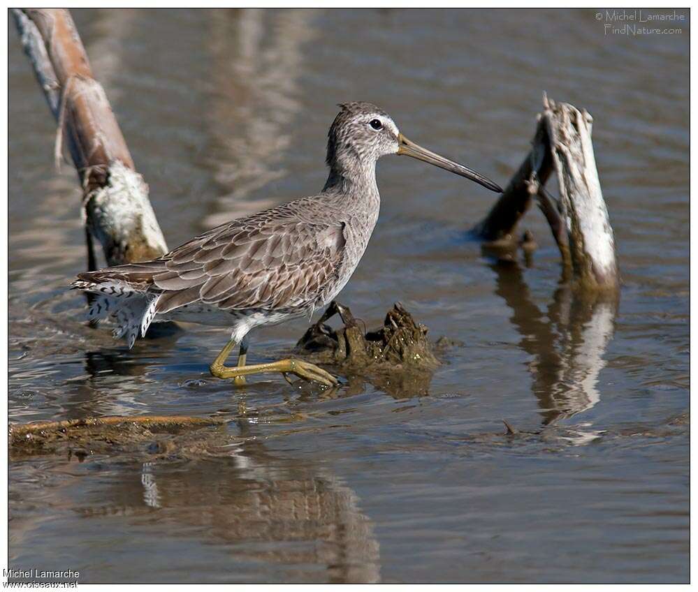 Short-billed Dowitcheradult post breeding, identification