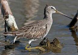 Short-billed Dowitcher