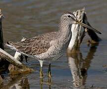 Short-billed Dowitcher