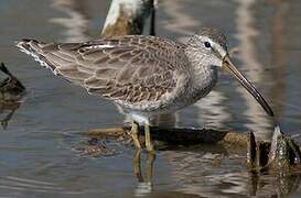 Short-billed Dowitcher