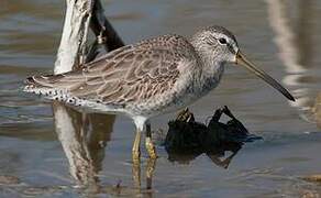 Short-billed Dowitcher