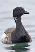 Brant Goose