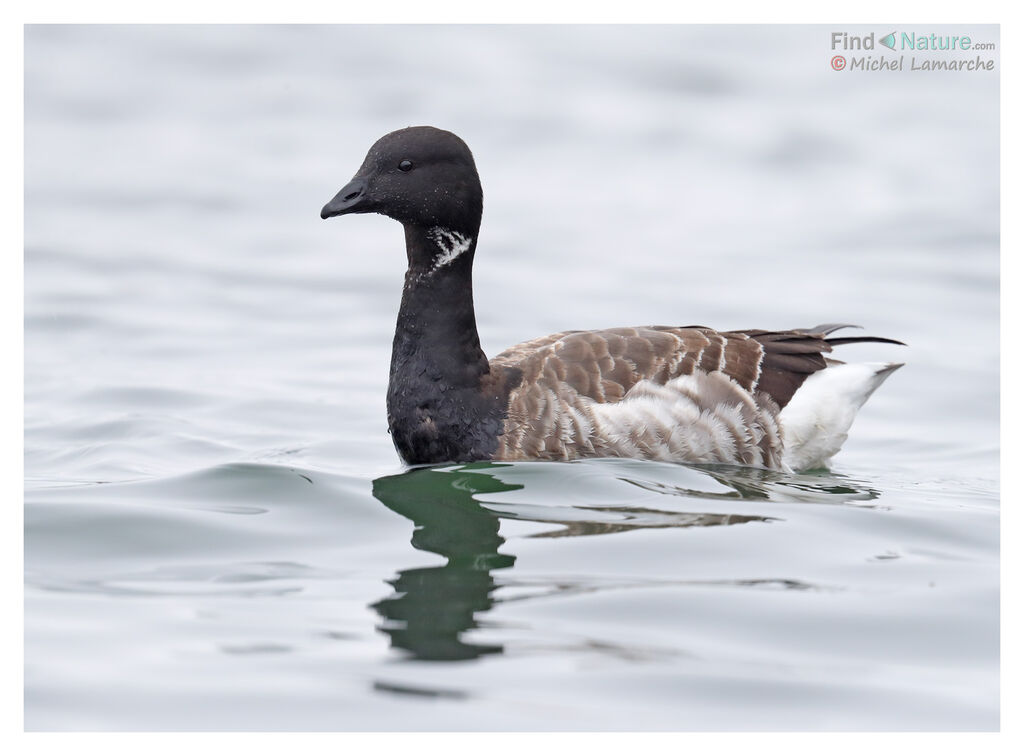 Brant Goose