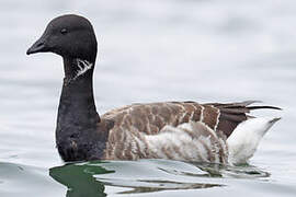 Brant Goose