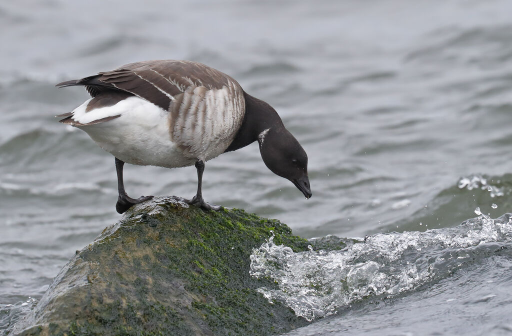 Brant Goose