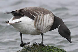 Brant Goose