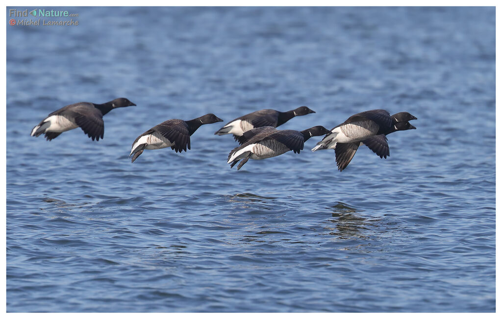 Brant Goose, Flight