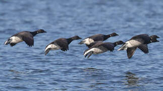 Brant Goose