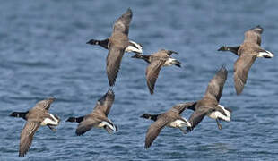 Brant Goose