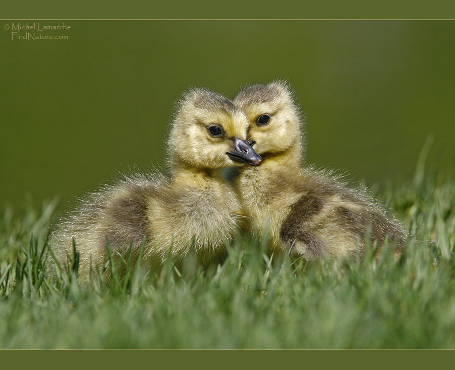 Canada Goosejuvenile