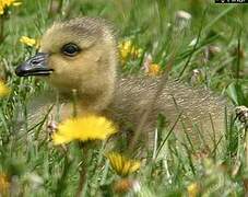 Canada Goose