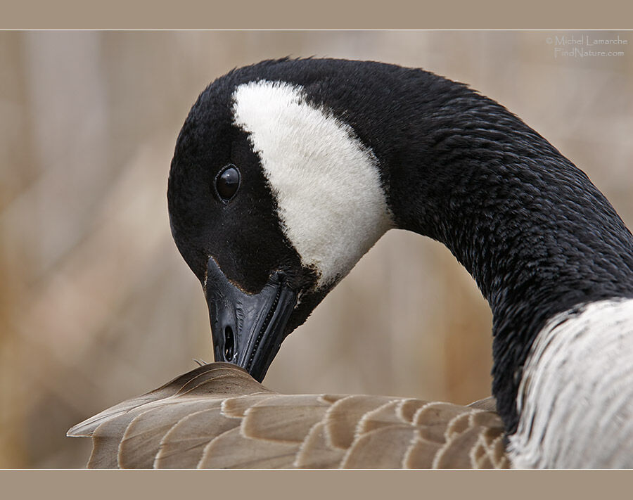 Canada Goose