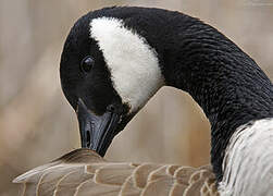 Canada Goose