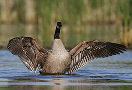 Canada Goose