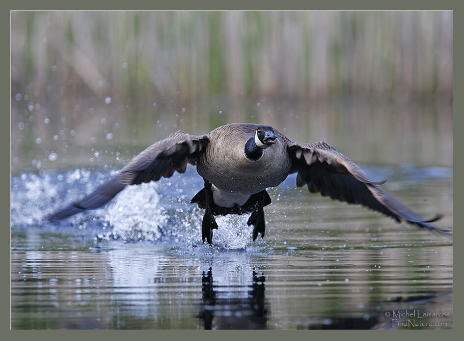 Canada Goose