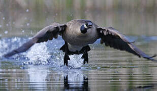 Canada Goose