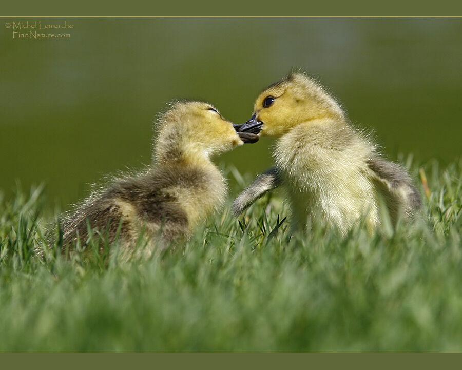 Canada Goosejuvenile