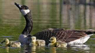 Canada Goose