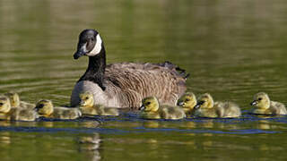 Canada Goose