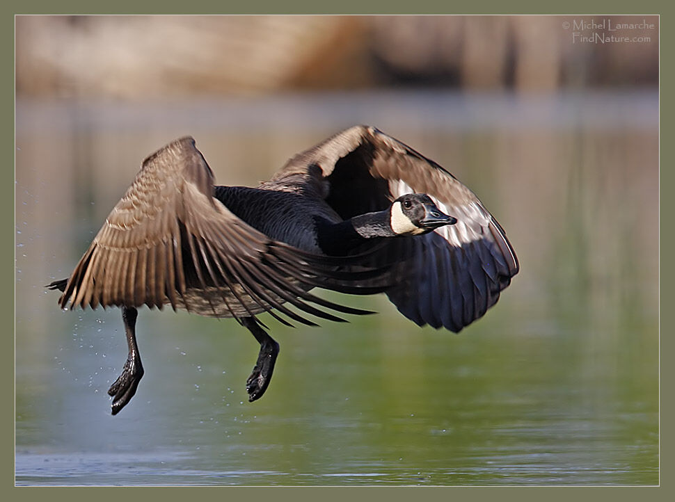 Canada Goose