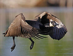 Canada Goose