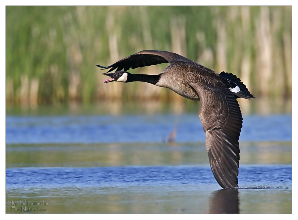 Canada Goose