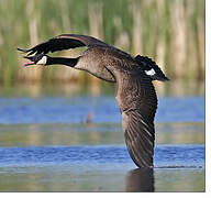 Canada Goose