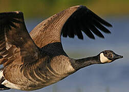 Canada Goose