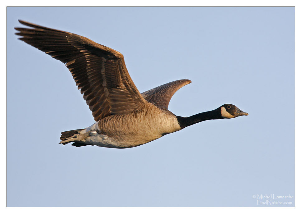 Canada Goose