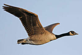 Canada Goose