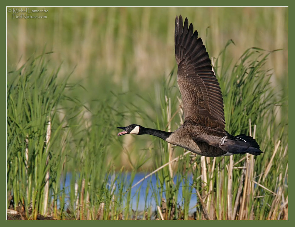 Canada Goose