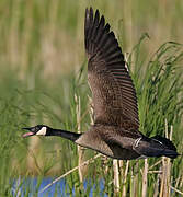 Canada Goose