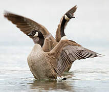 Canada Goose