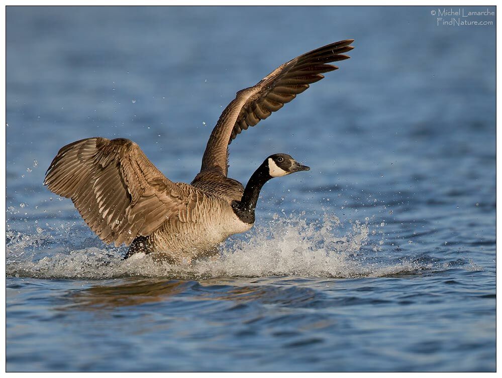 Canada Goose