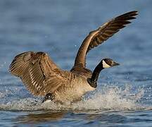 Canada Goose