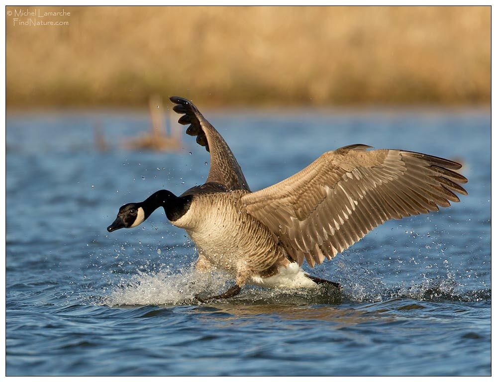 Canada Goose