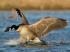 Canada Goose