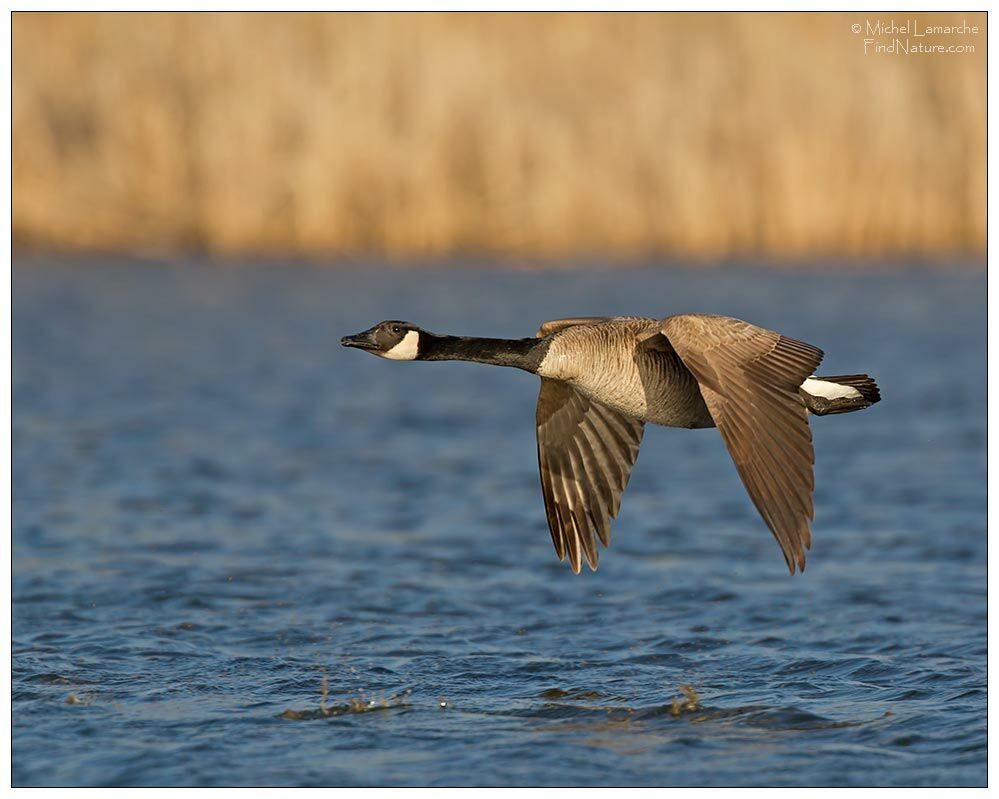 Canada Goose, Flight