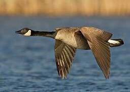 Canada Goose