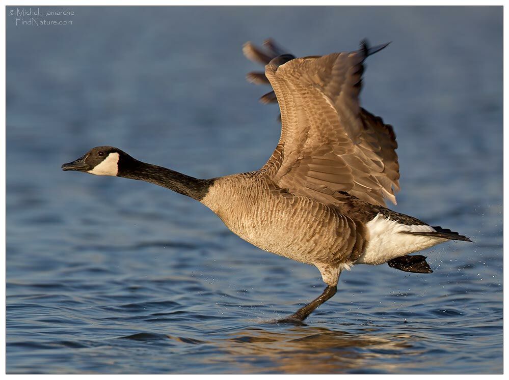 Canada Goose