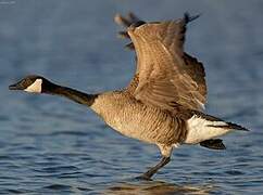 Canada Goose